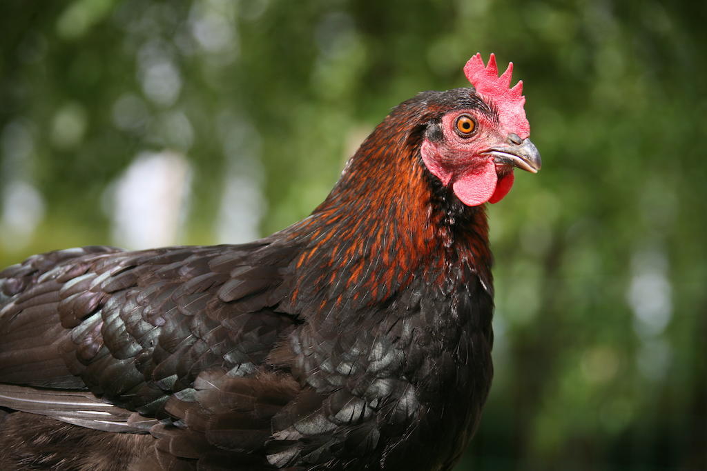 Gite De La Ferme Des Crins Blancs Hazebrouck Quarto foto
