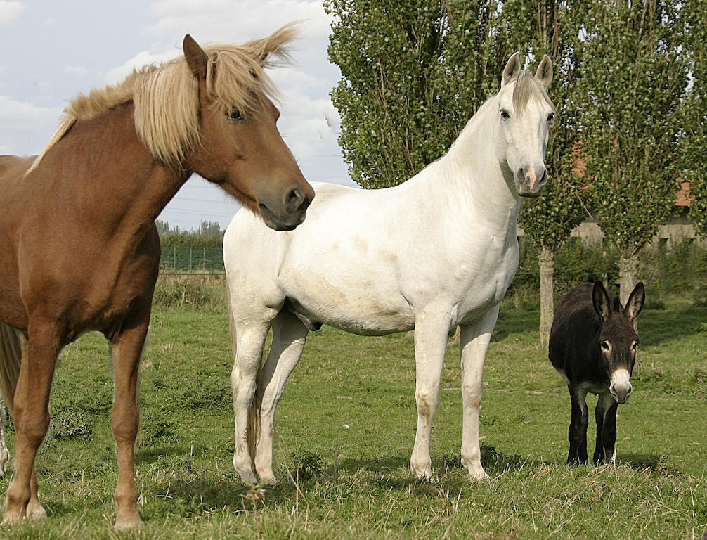 Gite De La Ferme Des Crins Blancs Hazebrouck Quarto foto