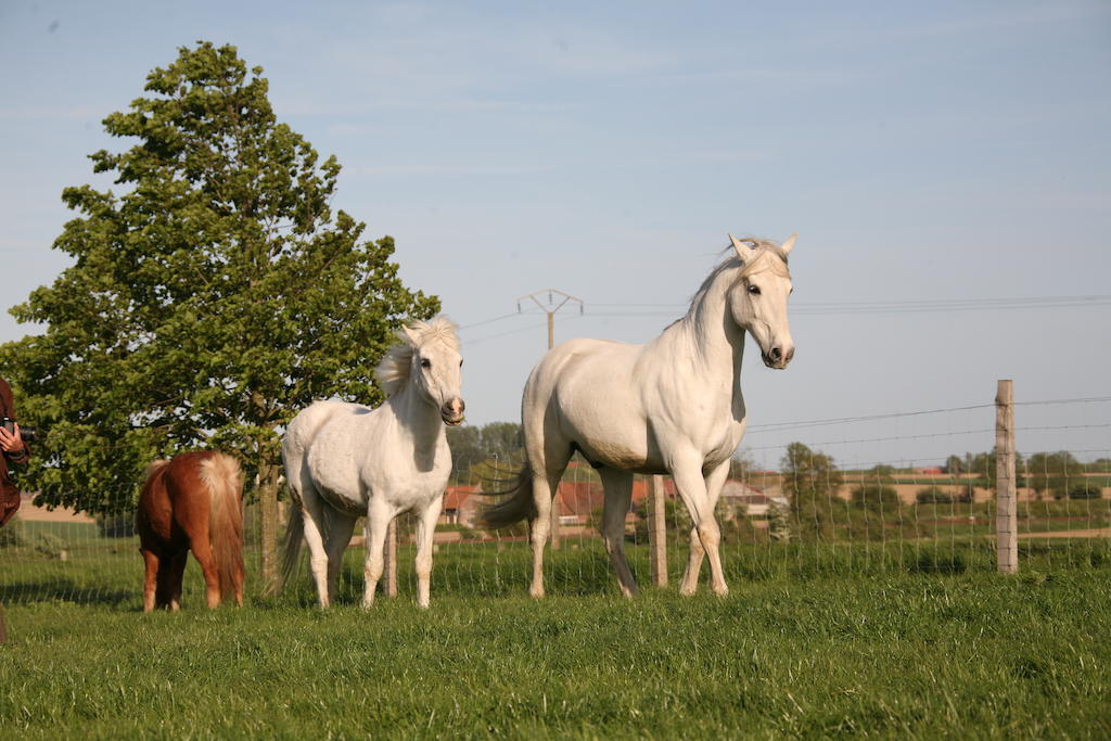 Gite De La Ferme Des Crins Blancs Hazebrouck Exterior foto