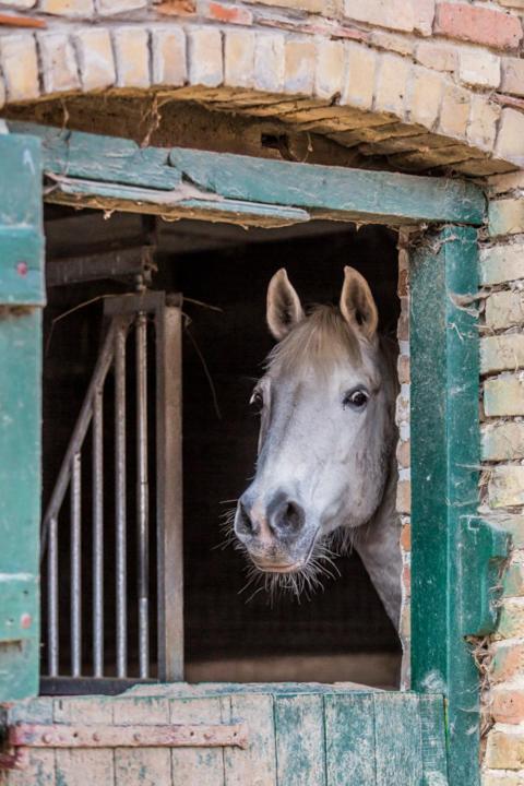 Gite De La Ferme Des Crins Blancs Hazebrouck Exterior foto