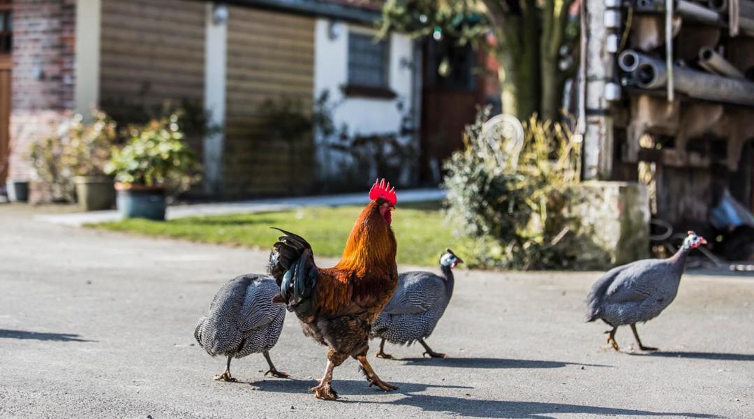 Gite De La Ferme Des Crins Blancs Hazebrouck Exterior foto
